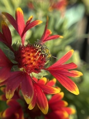 Agapostemon