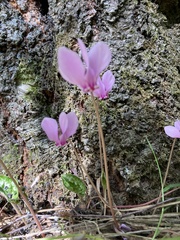 Cyclamen hederifolium