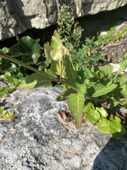 Mirabilis nyctaginea