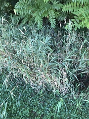 Agrostis gigantea