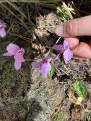 Cyclamen hederifolium