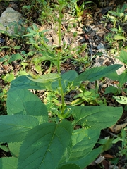 Scrophularia marilandica