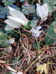 Cyclamen hederifolium