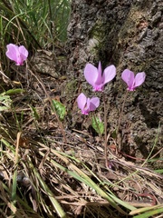 Cyclamen hederifolium