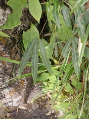 Metapanax davidii