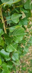 Populus nigra