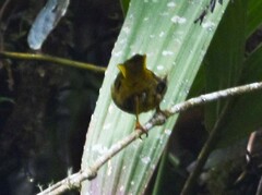 Thlypopsis superciliaris