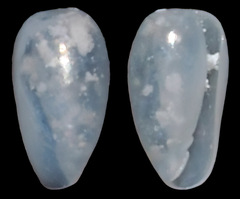 Cystiscidae