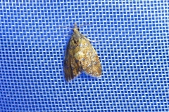 Pseudargyrotoza conwagana