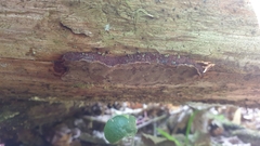 Phellopilus nigrolimitatus