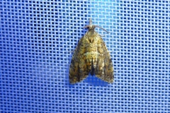 Pseudargyrotoza conwagana