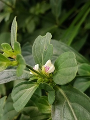 Justicia quadrifaria