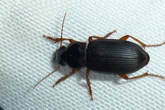 Harpalus rufipes