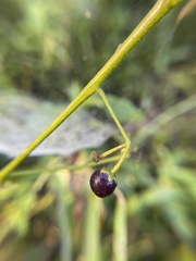 Solanum emulans