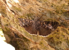 Erynnis pacuvius