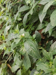 Justicia quadrifaria