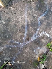Megalobulimus oblongus