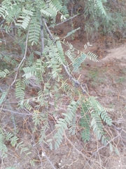 Prosopis