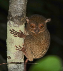 Cephalopachus bancanus borneanus