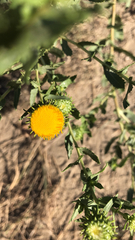 Grindelia squarrosa