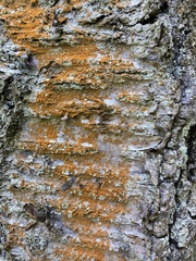 Trentepohlia