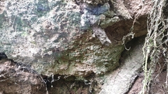 Psilolechia clavulifera