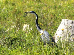 Ardea melanocephala