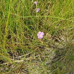 Agalinis maritima