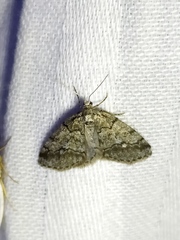 Tephronia lhommaria