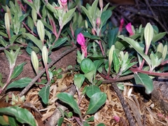 Oenothera deserticola