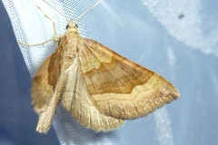 Scotopteryx chenopodiata