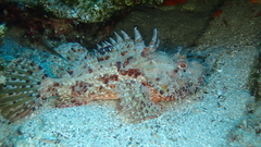 Scorpaena scrofa