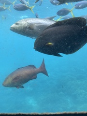 Acanthurus nigricauda