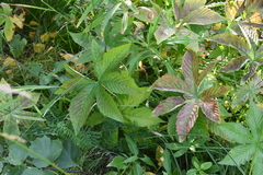 Filipendula palmata