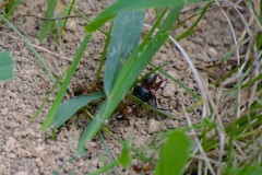 Camponotus chromaiodes