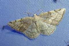 Stegania trimaculata