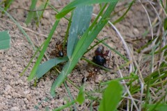Camponotus chromaiodes