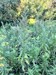 Artemisia serrata