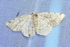 Stegania trimaculata