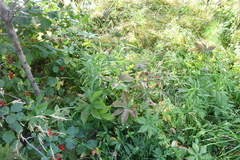 Filipendula palmata