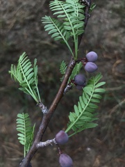Bursera microphylla