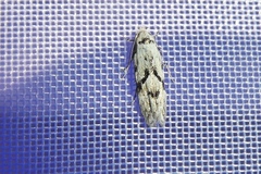 Stenolechia gemmella