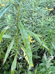 Artemisia serrata