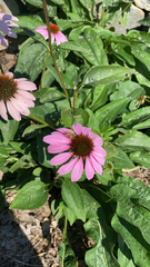 Echinacea purpurea