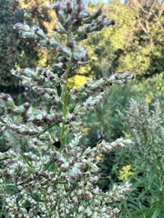 Artemisia serrata