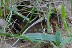 Camponotus chromaiodes