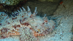 Scorpaena scrofa
