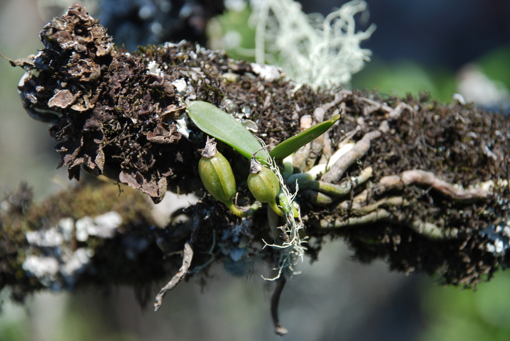 Mystacidium brayboniae