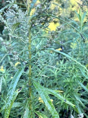 Artemisia serrata