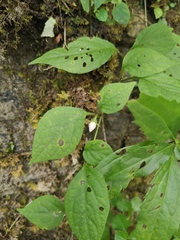 Lycianthes lysimachioides